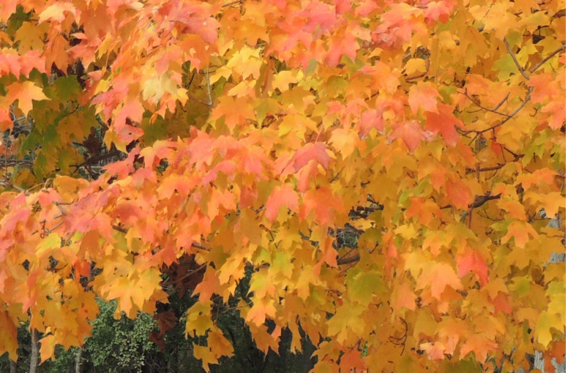 Fall Maple Leaves Newsflash Image