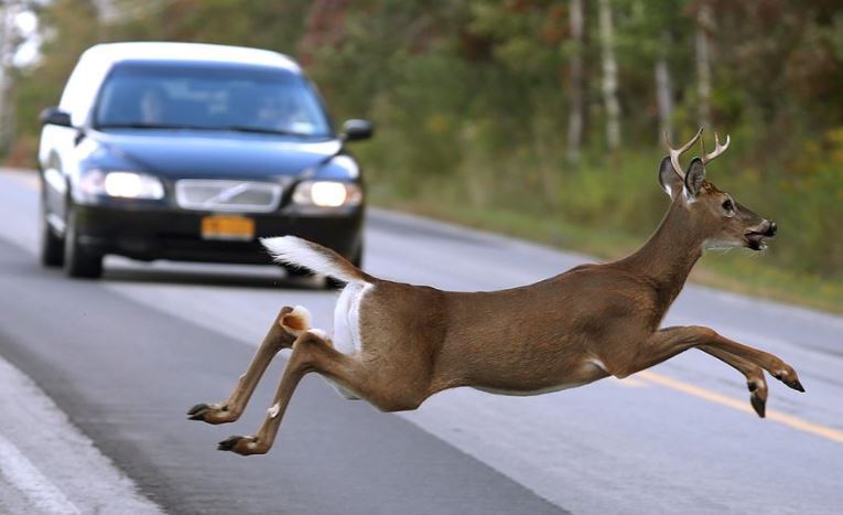 Deer running across road (photo)
